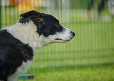 Bir köpek portresi, yeşil çimenlerin üzerinde siyah saçlı bir çoban köpeği.