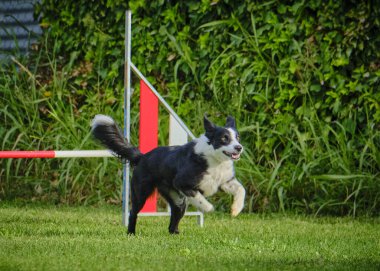 köpek çeviklik yarışmasında.