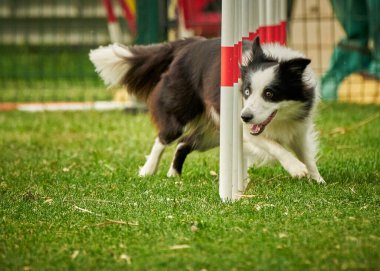 Avustralya çoban köpeği atlama