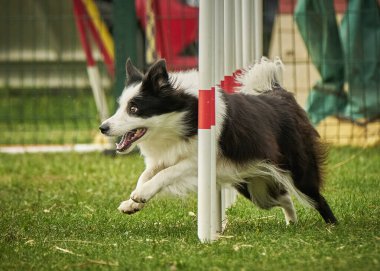 Köpek çoban köpeği çeviklikte