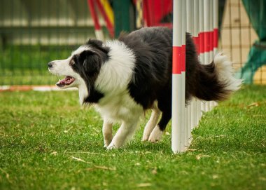 Avustralya çoban köpeği çimlerin üzerinde zıplıyor..