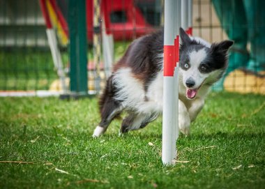 köpek çeviklik yarışmasında