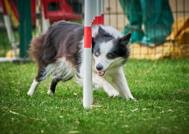 Çeviklik içinde zıplayan çoban köpeği.