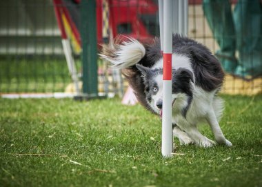 Sınır çoban köpeği çevikliği