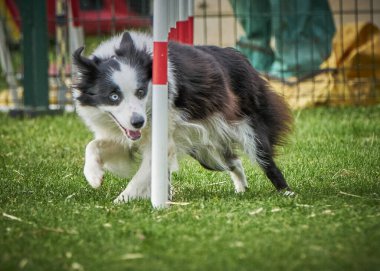 Sınır çoban köpeği çeviklik sınırının üzerinden atlıyor.