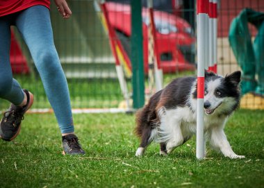 Köpek çoban köpeği eğitimi