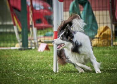 Çeviklikte çoban köpeği