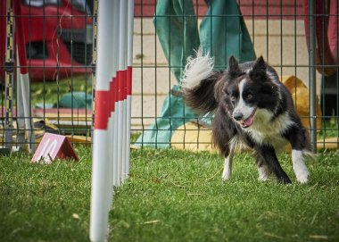 Alman çoban köpeği çeviklik içinde