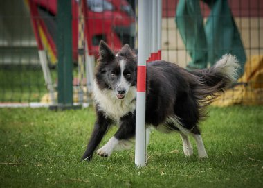 kenar kömür ocağı köpek Jumping