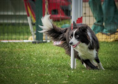 çalışan sınır collie köpek