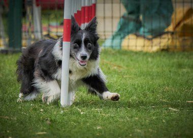 Çeviklik içinde çoban köpeği