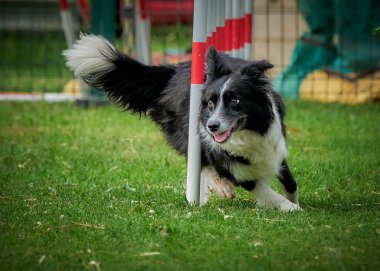 Çeviklik yarışmasında sınır köpeği portresi