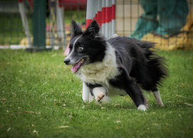 Köpek parkta yürüyüşe çıktı..
