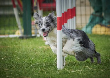 Yarışmada köpek çevikliği