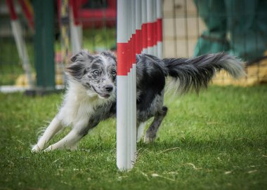 Avustralya çoban köpeği koşuyor.