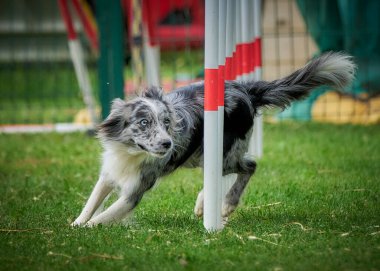 Çeviklik yarışmasında çoban köpeği