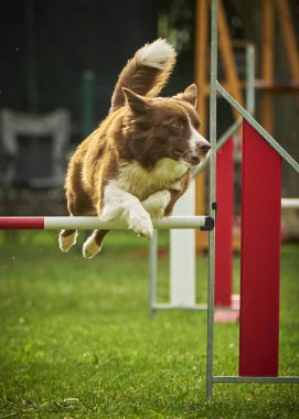 Köpek çevikliğin üzerine atlıyor.