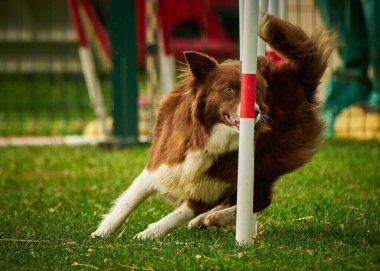 Sınır çoban köpeği çeviklik yarışmasına atlıyor