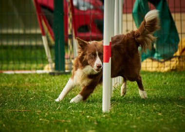 Bahçedeki köpek çeviktir.