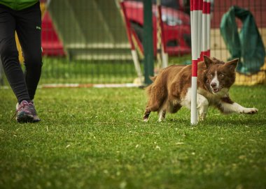 Bir çeviklik yarışmasında köpek eğitimi