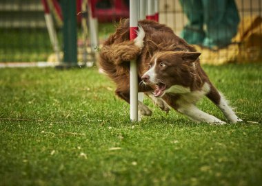 Köpek çoban köpeği çeviklik yarışmasına atlıyor..