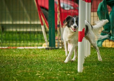 Çeviklik Parkı 'ndaki bir çeviklik yarışmasında sınır çoban köpeği çeviklik eğitimi.