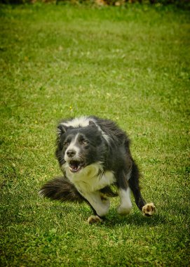 parkta Collie köpek
