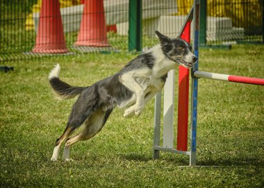 Sınır çoban köpeği çeviklik yarışmasına atlıyor