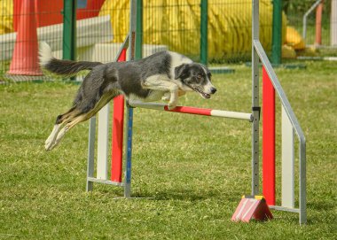 Köpek çeviklik içinde zıplar.