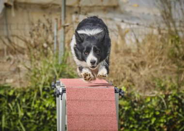 Çeviklik yarışmasında çeviklik yarışında çalışan bir collie köpeği..
