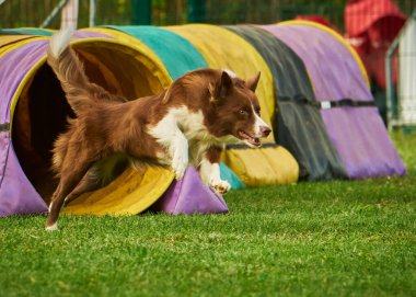 Çeviklik içinde köpek çoban köpeği