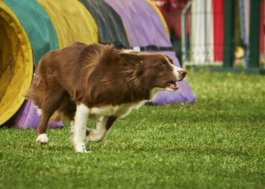 Alman çoban köpeği kaçıyor.
