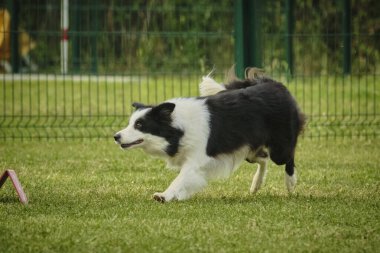 Köpek doğurmak kenar kömür ocağı