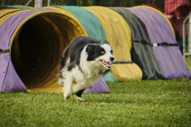 Çeviklik içinde çoban köpeği