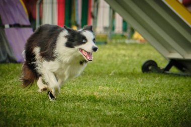 Köpek çoban köpeği çeviklik parkında koşuyor.