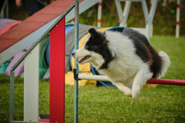 çeviklik yarışmasında yeşil çimlerde köpek çevikliği yarışması