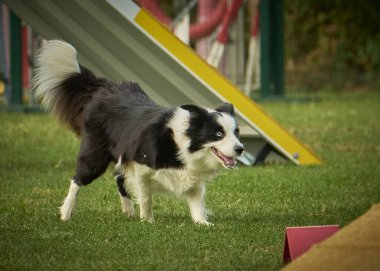 Çeviklik yarışmasında çoban köpeği