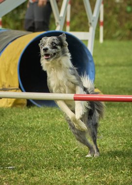 Çeviklik kursunda köpek için çeviklik eğitimi