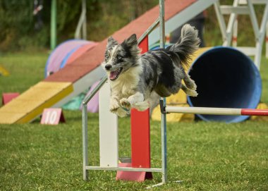 Köpek çeviklik içinde zıplıyor