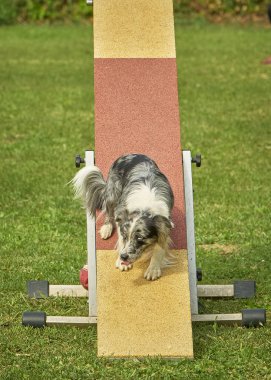 köpek çeviklik yarışmasında.