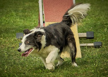 Köpek çobanı yaz parkında yürüyüşe çıktı.
