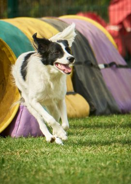 Avusturalya çoban köpeği iş başında
