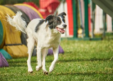Çeviklik sınırında çoban köpeği