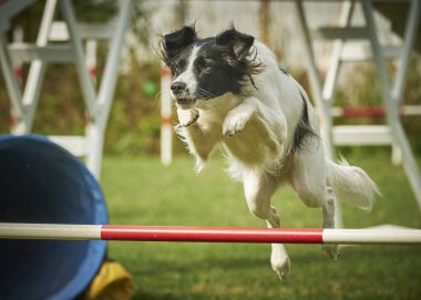 Sınır çoban köpeği çevikliği sıçrıyor