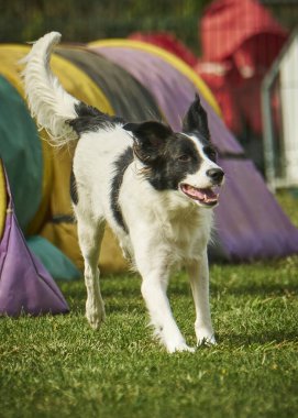 Güz parkındaki çayırda çoban köpeği var.