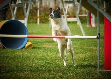 Köpek çeviklik içinde zıplıyor