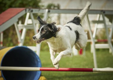 Köpek çeviklik içinde zıplıyor