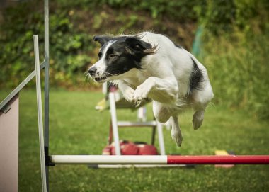 Çeviklik içinde zıplayan çoban köpeği.
