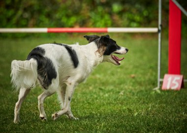 Sınır çoban köpeği çeviklik kursunda çalışıyor