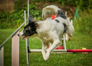 Atlama çevikliği. Köpek çevikliği. Bir takım için çeviklik. Öyle olmak zorunda..